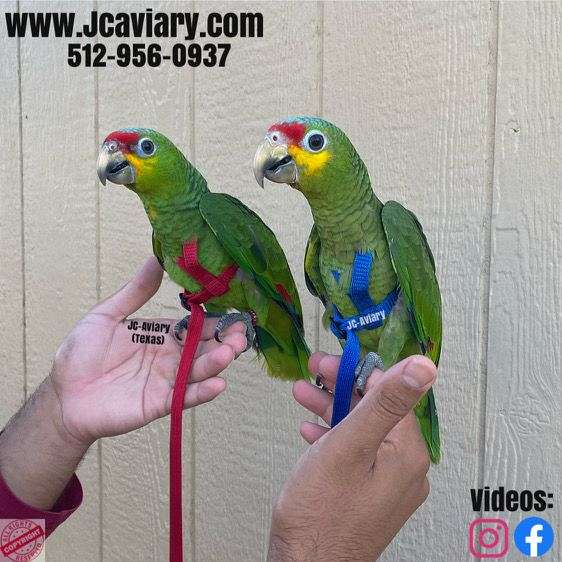 homing-sulpher-crested-cockatoo-for-sale