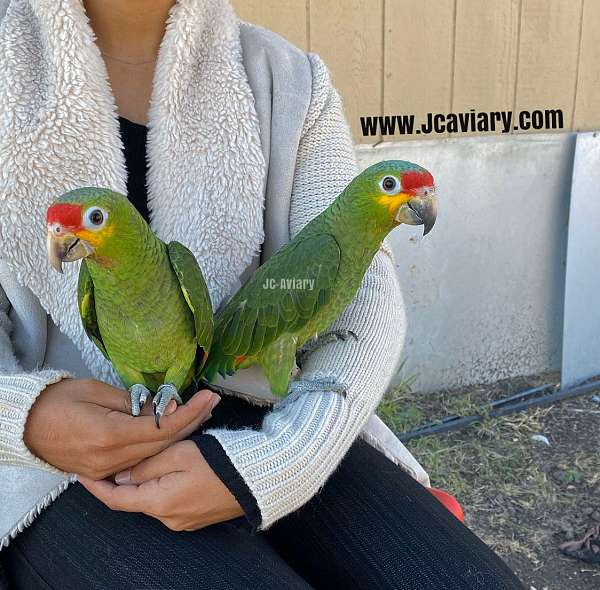 sulpher-crested-cockatoo-for-sale-in-austin-tx