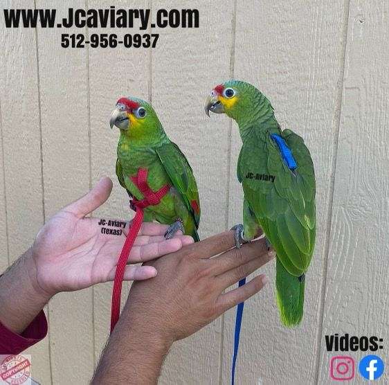 rare-sulpher-crested-cockatoo-for-sale