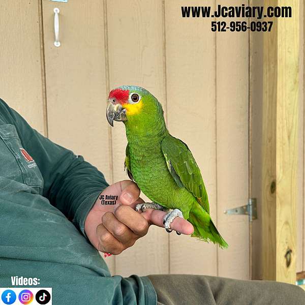 sulpher-crested-cockatoo-for-sale-in-austin-tx