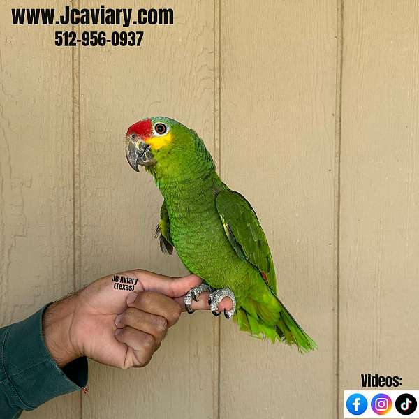 homing-sulpher-crested-cockatoo-for-sale