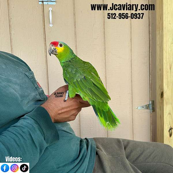 rare-sulpher-crested-cockatoo-for-sale