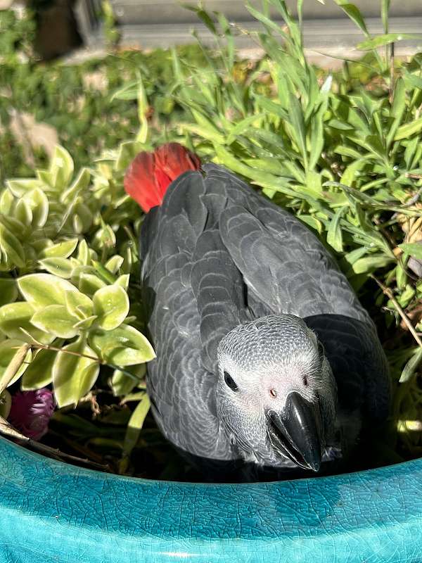 african-grey-parrot-parrot-for-sale-in-longwood-fl