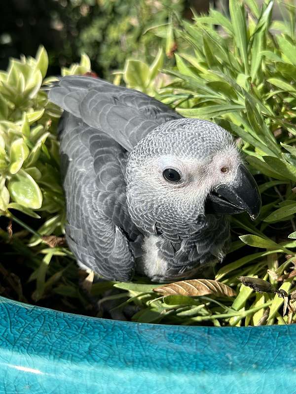 african-grey-parrot-for-sale