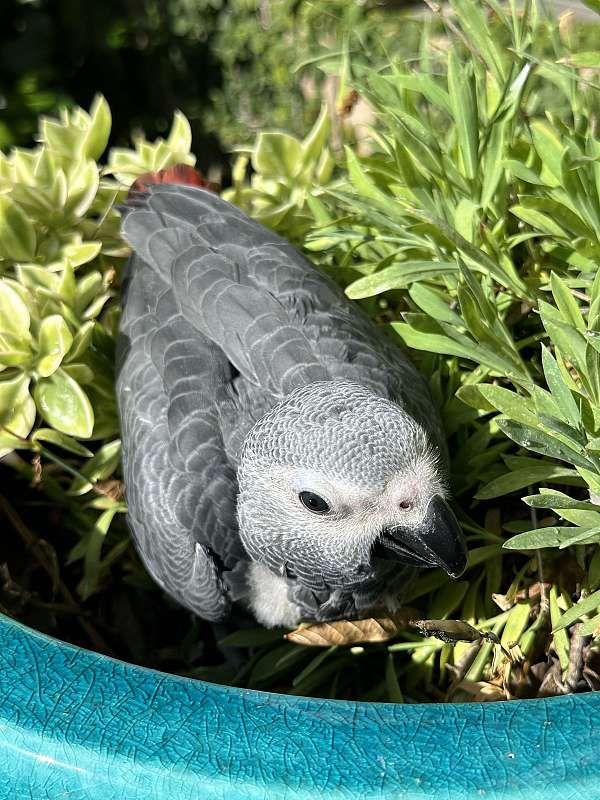 african-grey-parrot-for-sale-in-longwood-fl