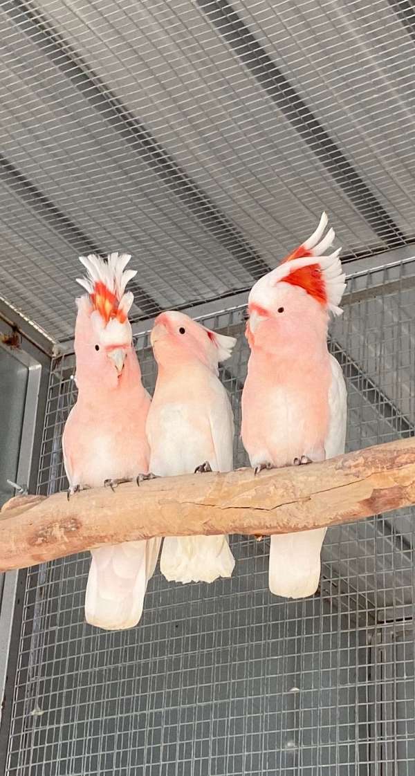 cockatoo-for-sale-in-riverside-ca