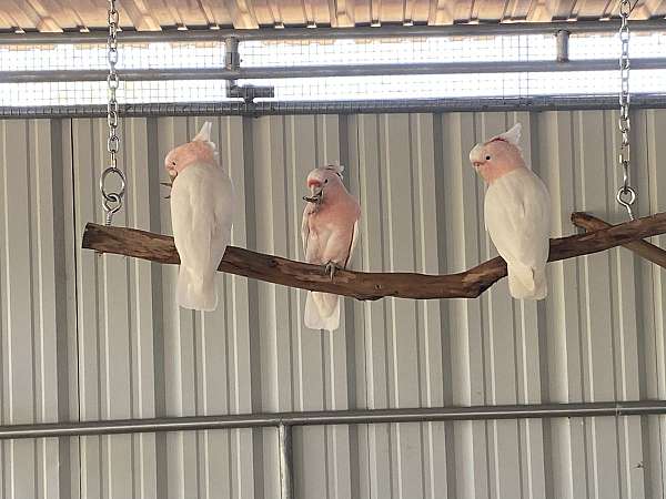 medium-cockatoo-for-sale