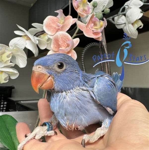 ringneck-parakeet-for-sale