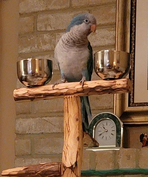 cute-bird-for-sale-in-katy-tx