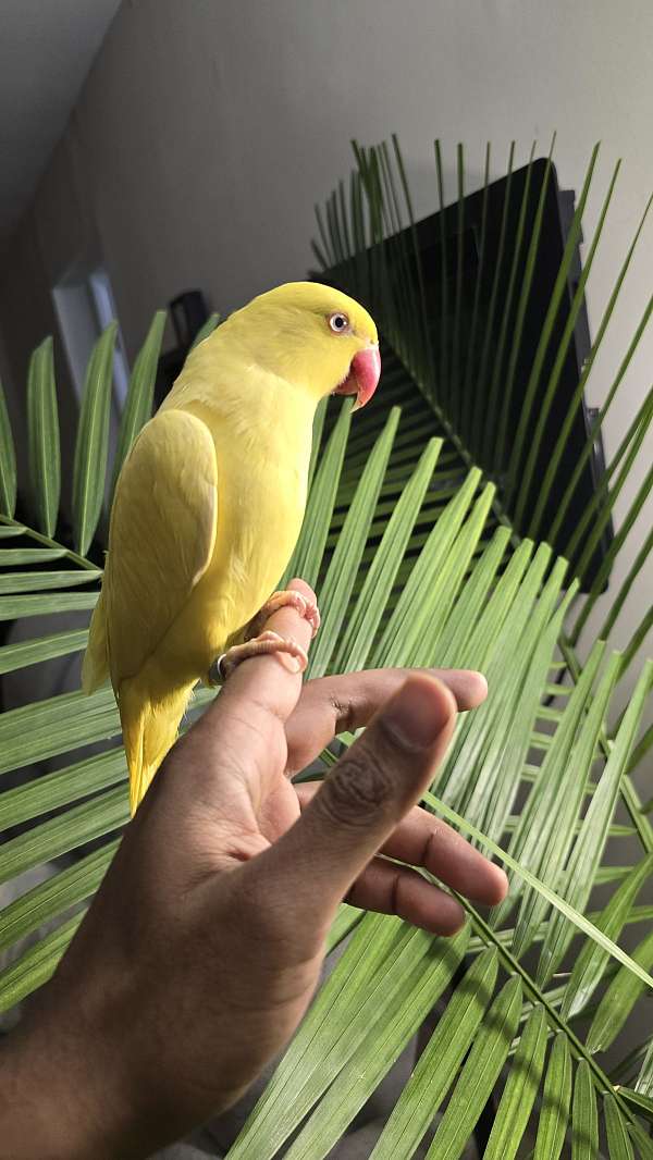 lutino-yellow-bird-for-sale-in-mclean-va