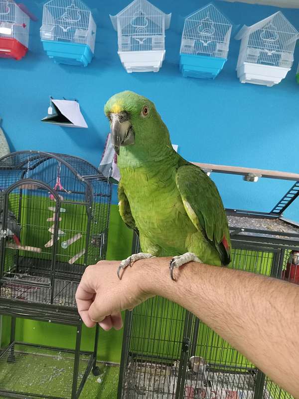 yellow-naped-amazon-parrot-for-sale-in-spring-hill-fl