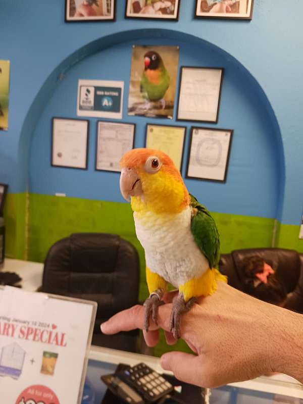 white-bellied-caique-for-sale-in-spring-hill-fl