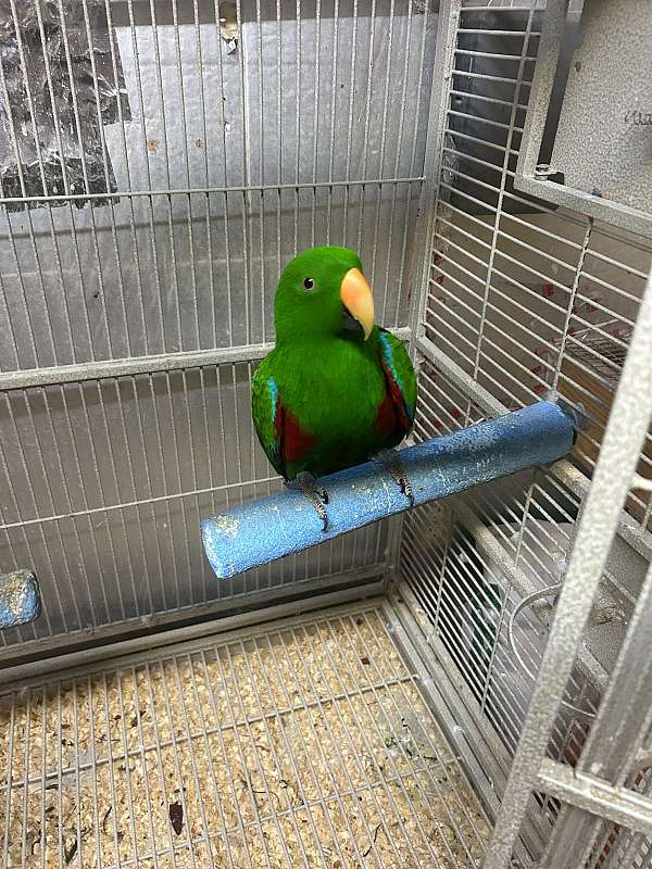 eclectus-parrots-for-sale-in-crosby-tx