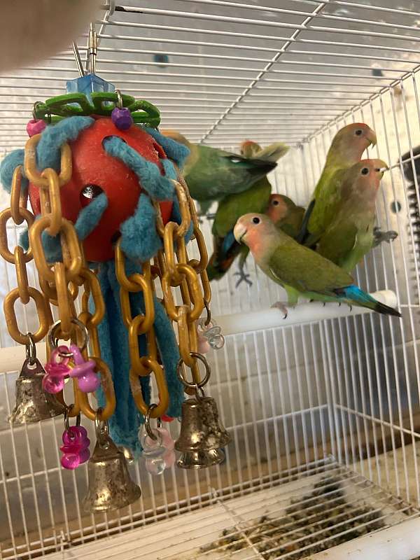 baby-peach-faced-lovebird-for-sale