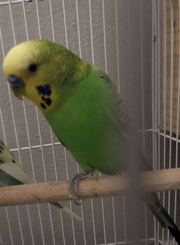 budgerigar-parakeet-for-sale-in-federal-way-wa