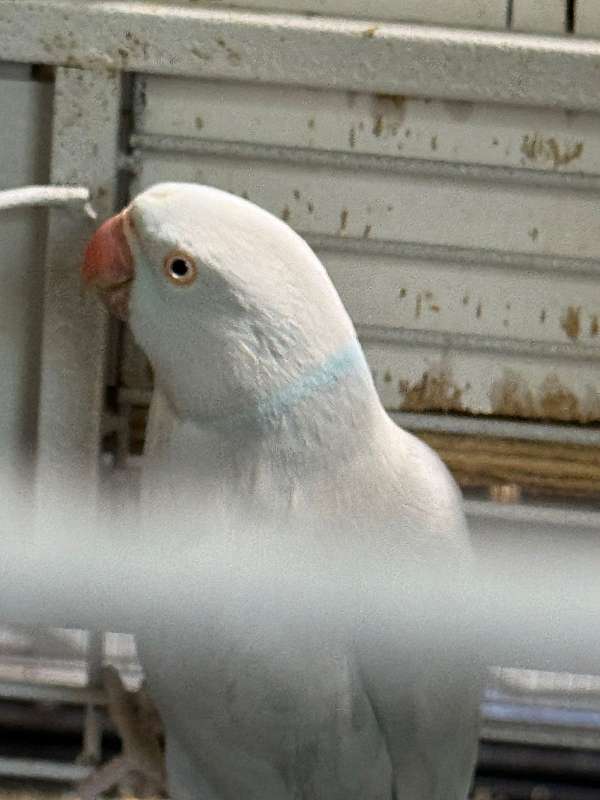 ringneck-parakeet-for-sale