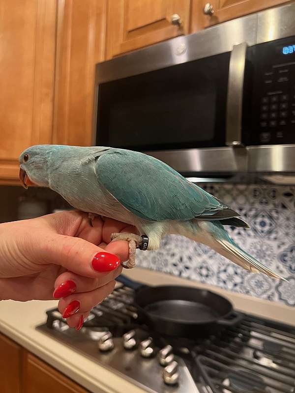 blue-pet-quiet-bird-for-sale