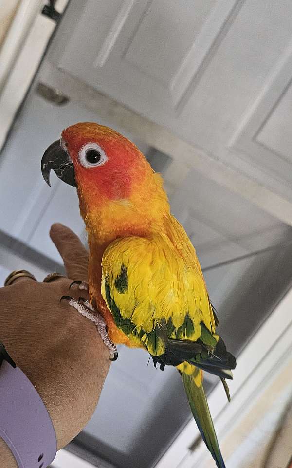 sun-conure-for-sale