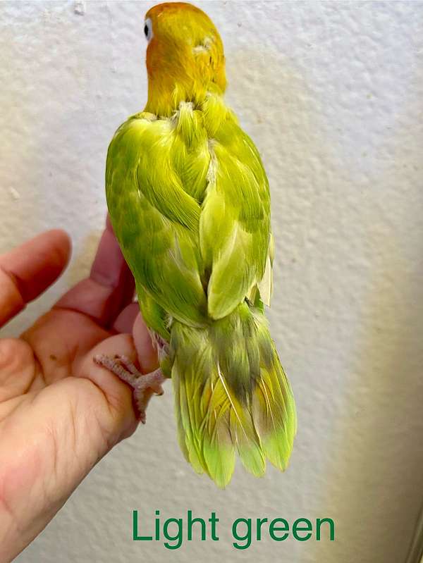 green-pied-bird-for-sale-in-san-diego-ca