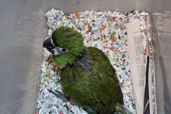 macaw-severe-macaw-for-sale-in-st-petersburg-fl
