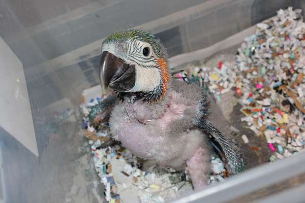 blue-gold-macaw-for-sale-in-st-petersburg-fl