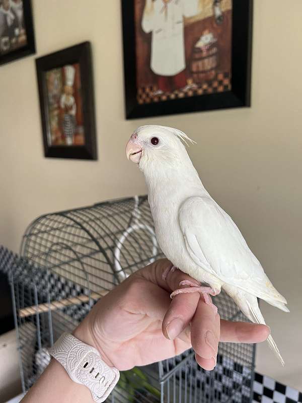 cockatiel-for-sale