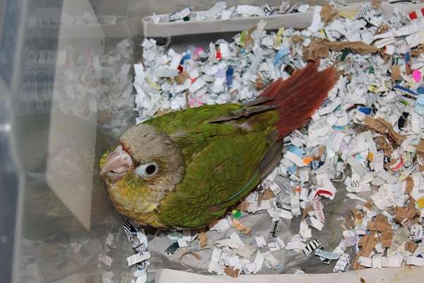 conure-for-sale-in-st-petersburg-fl