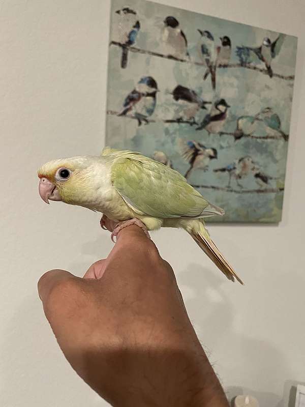 conure-for-sale-in-hutto-tx