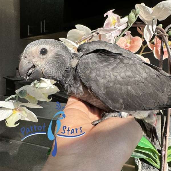 timneh-african-grey-parrot-for-sale