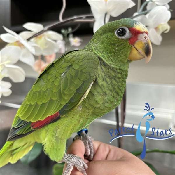playful-white-front-amazon-parrot-for-sale
