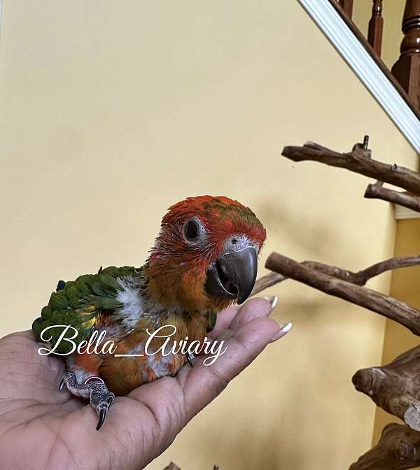 conure-sun-conure-for-sale-in-macungie-pa