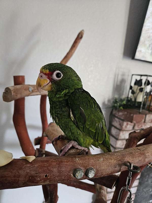 amazon-parrot-for-sale-in-stockton-ca