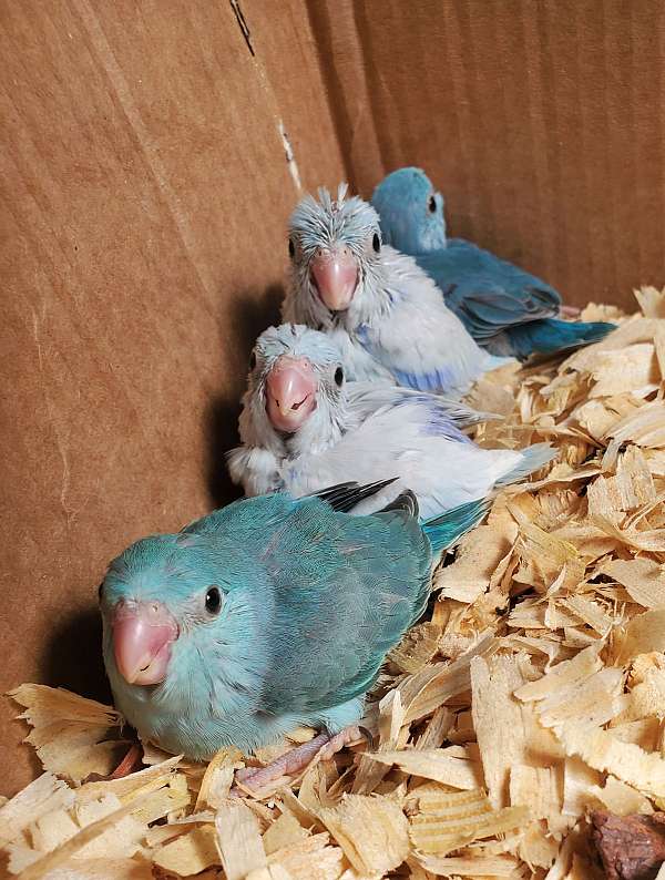 parrotlet-for-sale-in-davenport-fl