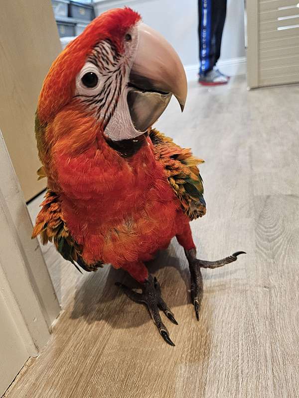 citron-hybrid-macaw-for-sale