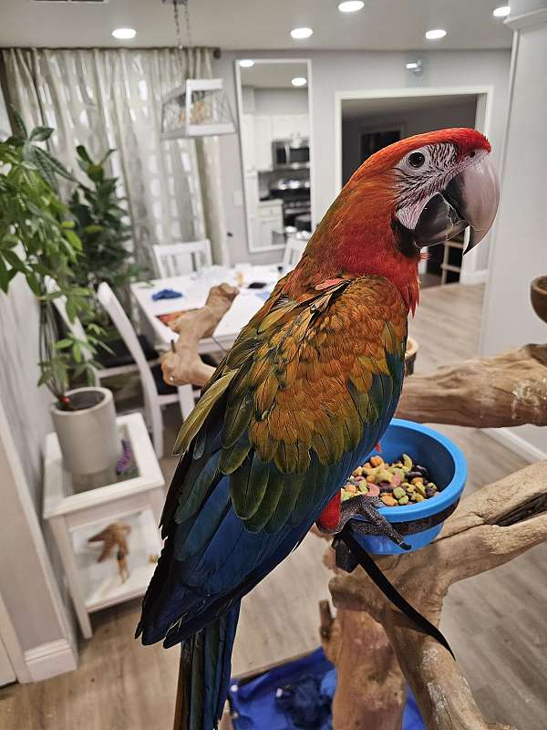 cinnamon-hybrid-macaw-for-sale