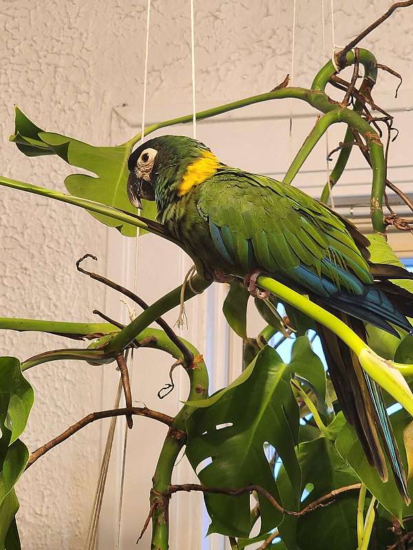 yellow-collared-macaw-for-sale-in-bellbrook-oh