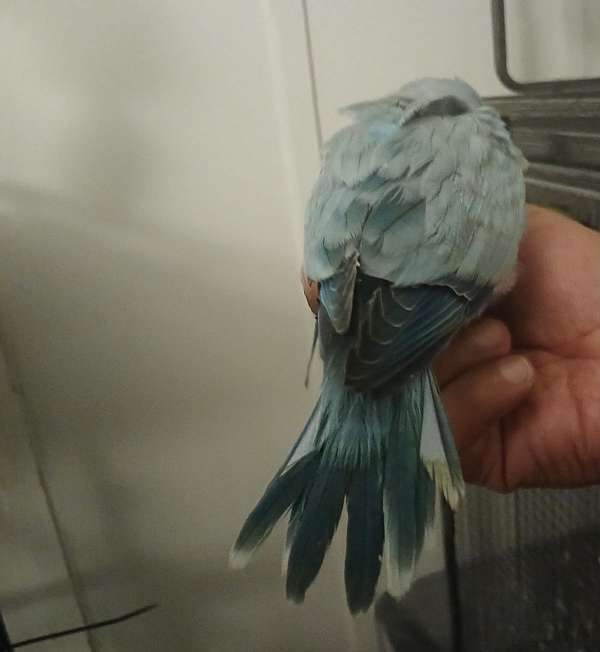 quaker-parrots-for-sale