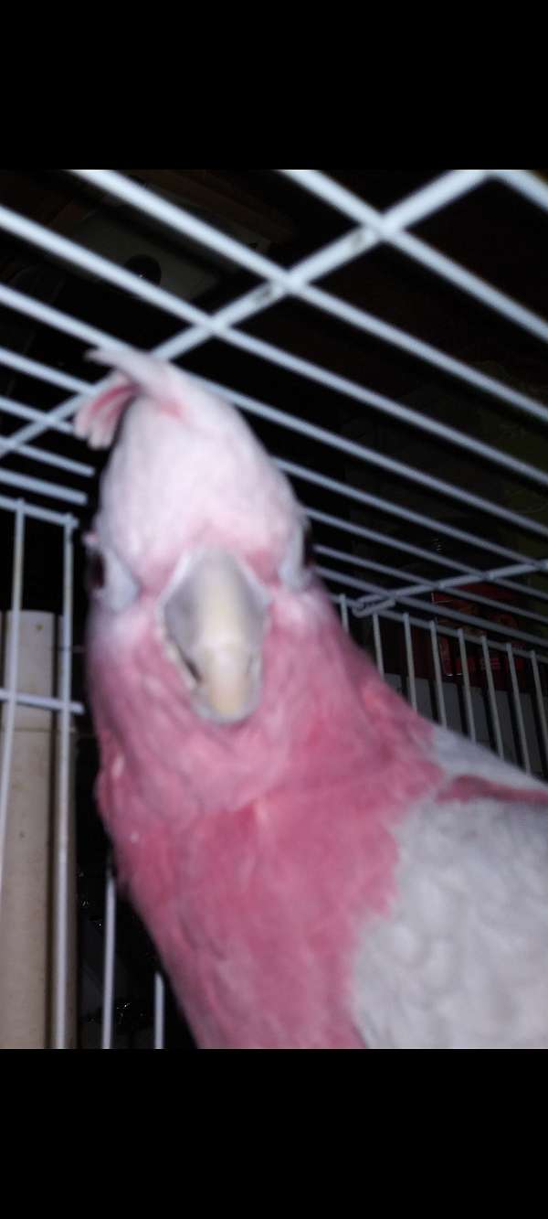 cockatoo-for-sale-in-palmdale-ca