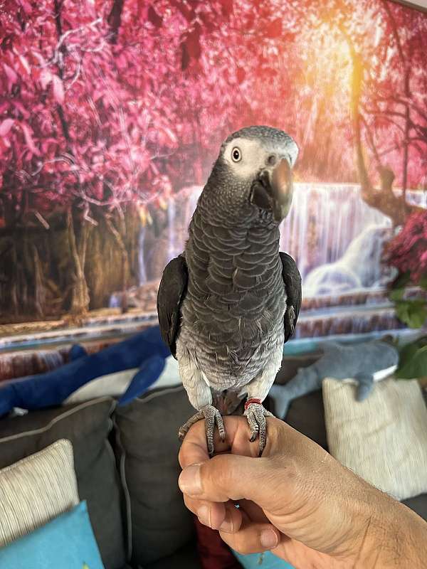 african-grey-parrot-for-sale