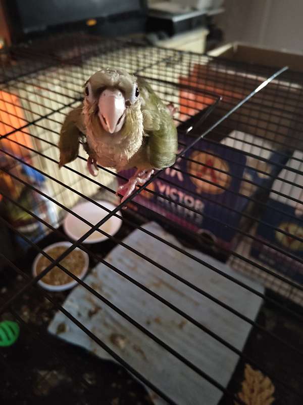 green-cheek-conure-for-sale-in-cleveland-tx