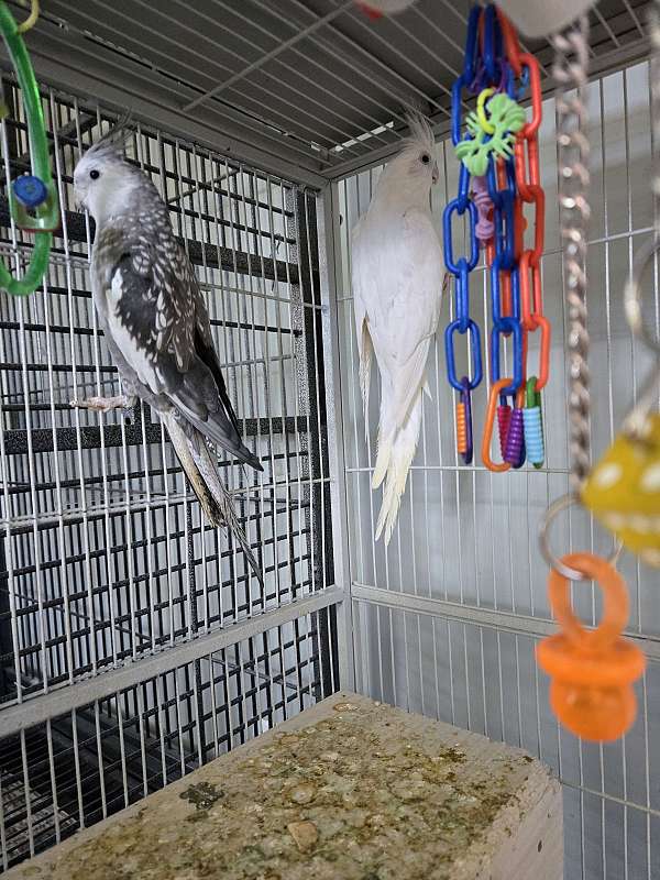 young-bird-for-sale-in-waynesville-nc