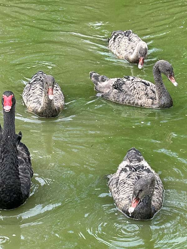 australian-black-swan-for-sale