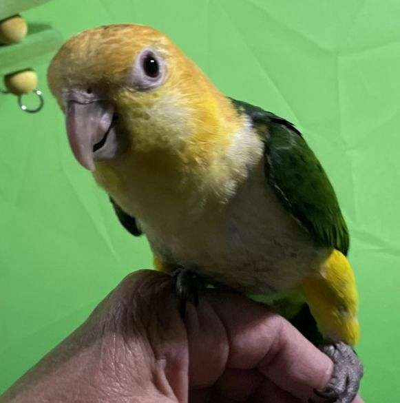 white-bellied-caique-for-sale-in-oregon-city-or