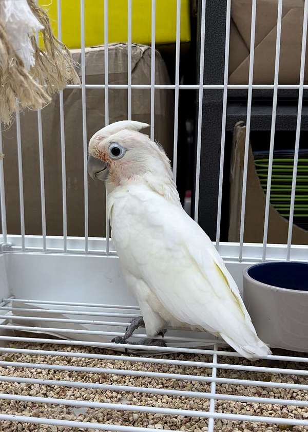 cockatoo-for-sale-in-longwood-fl