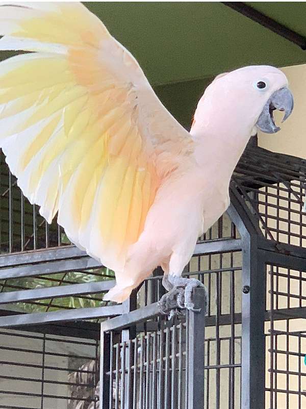 cockatoo-for-sale-in-lake-wales-fl
