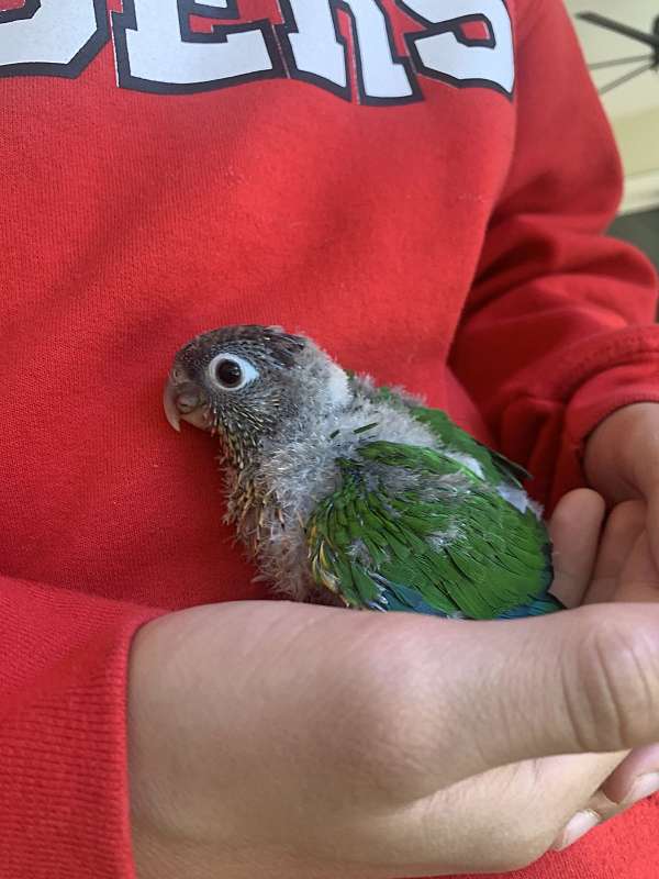 green-yellow-bird-for-sale-in-lakeland-fl