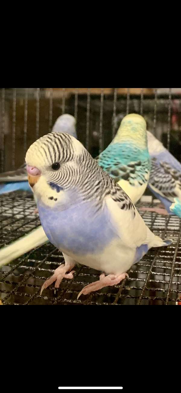 baby-bird-for-sale-in-spring-valley-il