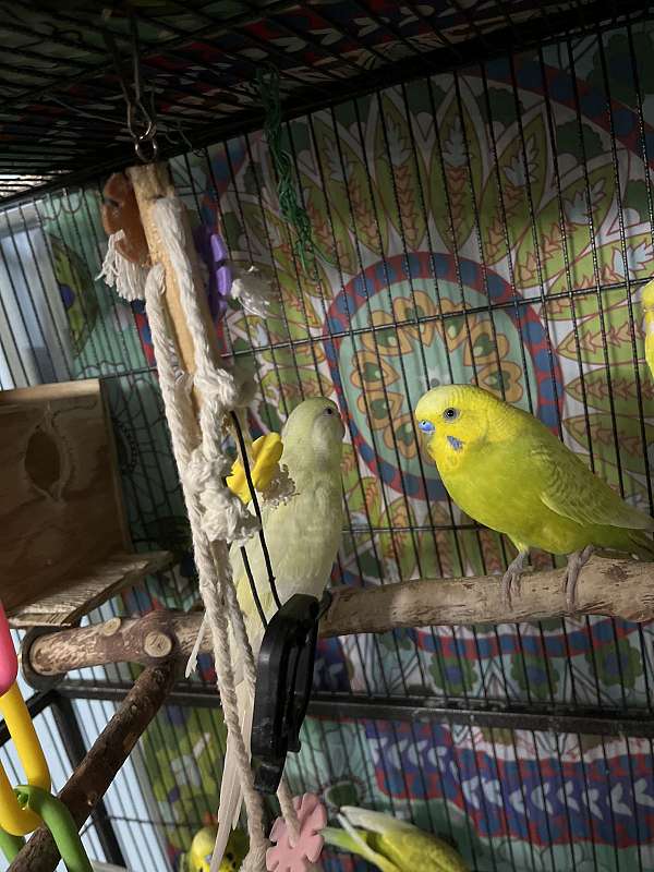 adult-bird-for-sale-in-woodbridge-va