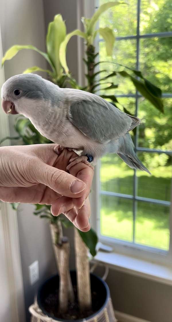 quaker-parrots-for-sale