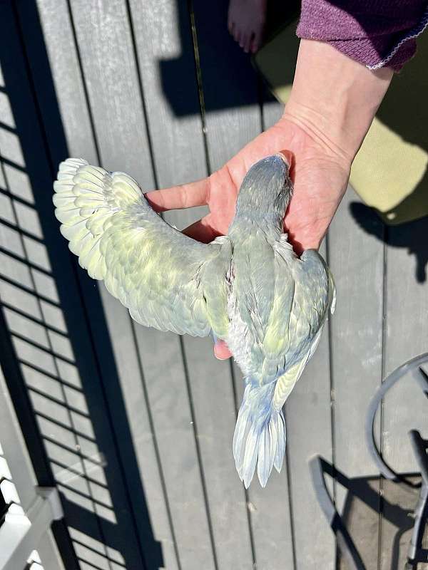 ringneck-parakeet-for-sale